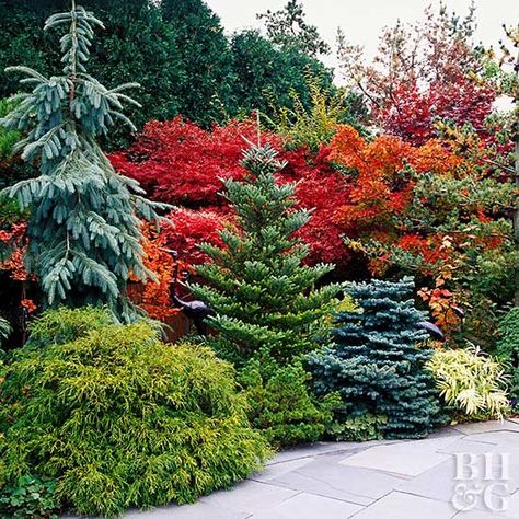 Types Of Trees, Evergreen Landscape, Conifers Garden, Evergreen Garden, Privacy Landscaping, Garden Area, Shade Perennials, Garden Shrubs, Have Inspiration