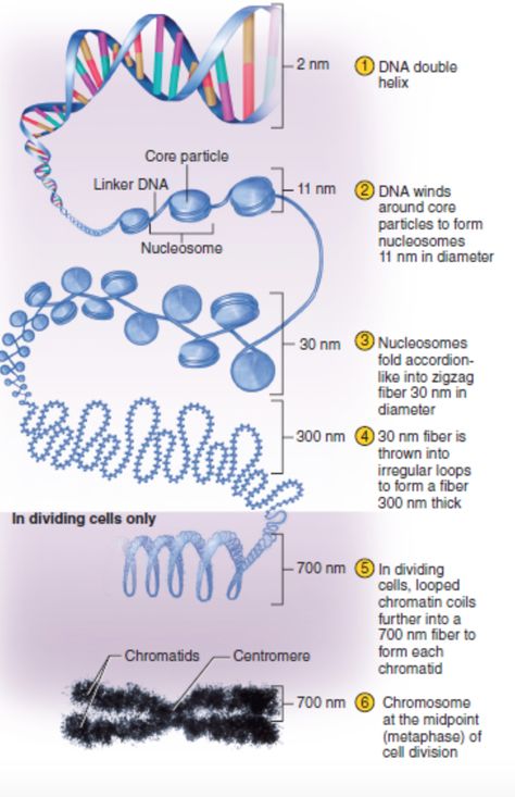 This picture shows the organization of chromatin including DNA's double helix structure and how DNA winds around core particles to form nucleosomes. From there, the DNA continues to wind upon its self until a chromosome is created. The function of genes in DNA is to code for the creation of proteins to be used in the body. A genome is all the genes one person has. For example, the human genome is approx. 30-35,000 genes. (Picture obtained from McGraw-Hill Connect). Chromatin Structure, Dna Structure, Chromosome Structure, Dna And Genes, Microbiology Study, Medical Terminology Study, Learn Biology, Study Biology, Biology Facts