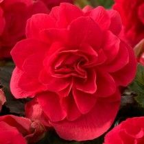 Red Scarlet Tuberous Begonia, close up Scarlet Begonias, Shade Loving Flowers, Tuberous Begonia, American Meadows, Making Plant Pots, Short Plants, Flower Bulbs, Spring Flowering Bulbs, Home Garden Plants