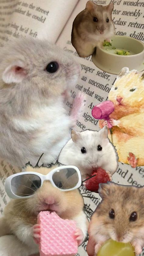 #hamster#pet#smallpet#cute Hamster Lockscreen, Hamster Wallpaper Aesthetic, Cute Hamster Wallpaper, Rat Wallpapers, Hamster Aesthetic, Brown Hair Anime Boy, Teddy Hamster, Hamster Wallpaper, Russian Hamster