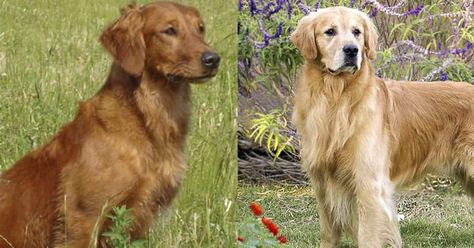 Field Golden Retriever vs. Show Golden Retriever (7 Differences) – Golden Hearts Field Bred Golden Retriever, Field Line Golden Retriever, Field Golden Retriever, Golden Retriever Short Hair, Field Retriever, Shaved Golden Retriever, Red Golden Retrievers, Golden Retriever Hunting, Red Golden Retriever Puppy