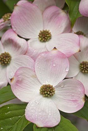 Dogwood Painting, Dogwood Quilt, Dogwood Flower Tattoos, Cornus Florida, Botanic Painting, Shoulder Tats, Dogwood Blooms, Macro Photography Flowers, Dogwood Flower