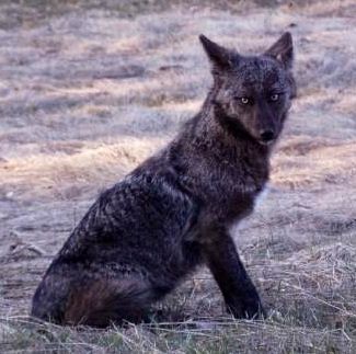 Melanistic black Coyote Jackal Photography, Animal Mutations, Coyote Aesthetic, Sigma Wolf, White Coyote, Melanistic Animals, Teen Wolf Movie, Black Coyote, Dog Corner