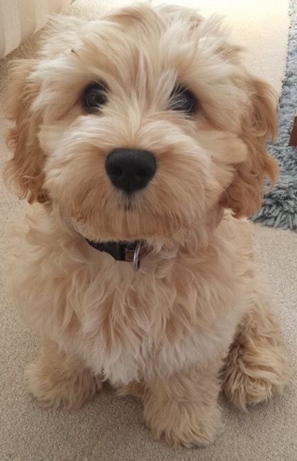 Havapoo Haircuts, Maltese Poodle, Puppy Cut, Havanese Dogs, Maltese Puppy, Poodle Mix, Blue Heeler, Cute Dogs And Puppies, Labradoodle