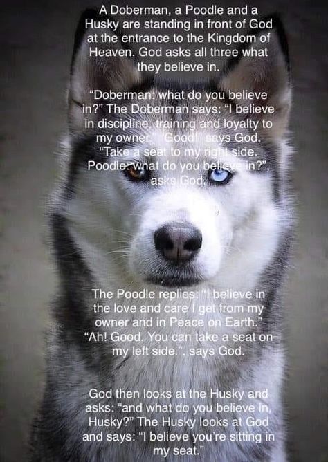 Husky Mom Quotes, Husky Quotes, Husky Facts, Siberian Husky Funny, Tequila Rose, Funny Dog Jokes, Husky Owner, Dog Poems, Pawprint Tattoo