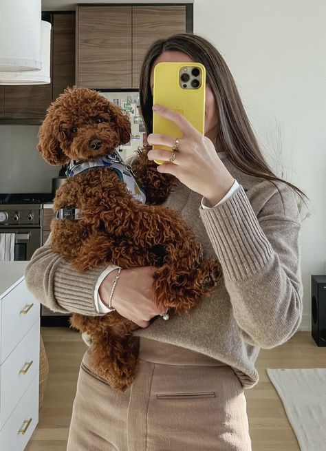 You Poodle Haircut, Brown Toy Poodle Puppy, Toy Poodle Full Grown, Brown Poodle Puppy, Medium Poodle, Red Toy Poodle, Teddy Bear Poodle, Brown Poodle, Toy Poodle Puppy