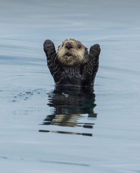 Alaska Usa, Happy Sunday Everyone, Sea Otter, Cuteness Overload, Happy Sunday, Alaska, Sound, Water, On Instagram