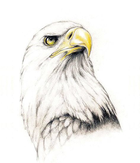 Proud Eagle Tattoo Design - Beautiful pencil drawing of proud eagle with yellow beak. Bird Sketch Pencil, Egale Drawing, Eagle Sketch, Bald Eagle Tattoos, Eagle Artwork, Beautiful Pencil Drawings, Eagle Wall Art, Eagle Drawing, Eagle Painting