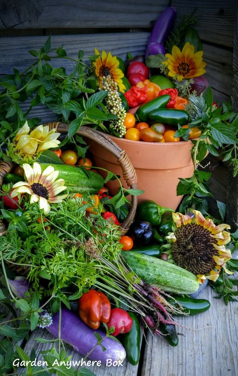 Garden Harvest...July 24, 2016 Harvest Games, Spring Harvest, Garden Harvest, Lovely Smile, Greenhouse Gardening, Country Life, Home And Garden, Forest, Stuffed Peppers