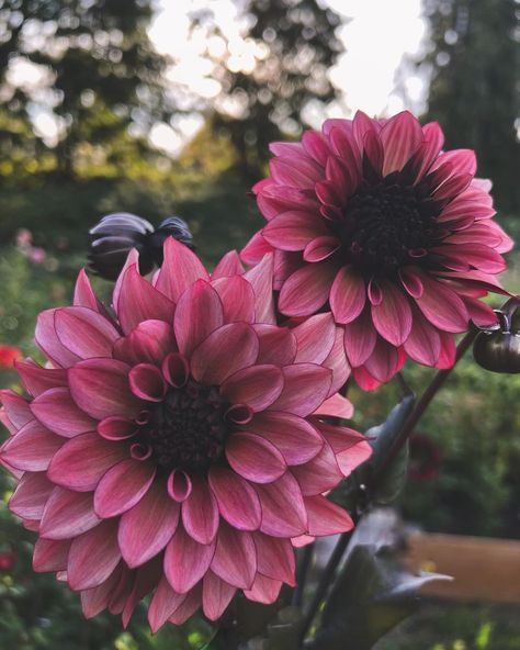 Three Lakes Blooms | Raylene (@threelakesblooms) • Instagram photos and videos Dahlia Flower, Pretty Plants, Creative Skills, Dahlia, The Garden, Lake, Instagram Photos, Photo And Video, Tattoos