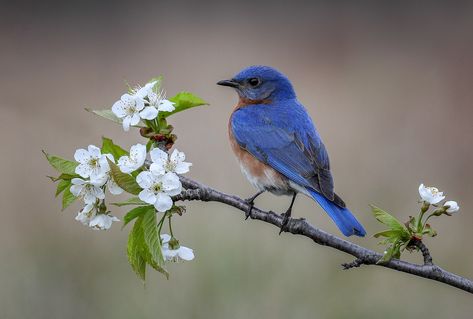 Eastern Blue Bird Tattoo, Bird On Branch Photography, Blue Bird Photography, Blue Bird Aesthetic, Bird Branch Tattoo, Blue Bird Tattoo, Bluebird Tattoo, Spring Break Camping, Facebook Icons