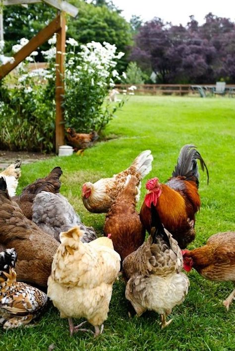 Chicken Farm.  Subsistence Agriculture and Extensive Farming. Happy Chickens, Beautiful Chickens, Friends House, Chickens And Roosters, Chicken Coops, Chicken Breeds, Farms Living, Hens And Chicks, Down On The Farm