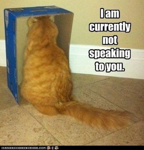 "I am currently not speaking to you." Humor Animal, Animal Captions, Gatos Cool, Funny Cat Memes, Funny Animal Memes, Funny Cat Videos, Animal Quotes, Kitty Kitty, Funny Animal Pictures