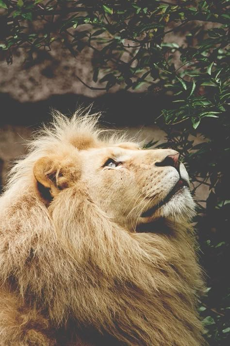 Lion Of Judah Jesus, Lion Photography, Lions Photos, Lion And Lioness, Italy Milan, Save Nature, Lion Wallpaper, Lion Images, Lion Pictures