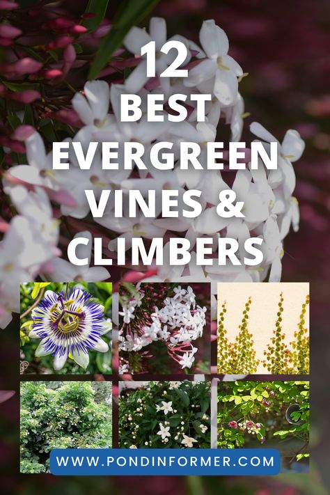 Vines For Shade, Evergreen Climbing Plants, Evergreen Clematis, Evergreen Climbers, Evergreen Vines, Native Gardens, Climbing Hydrangea, California House, Potato Vines