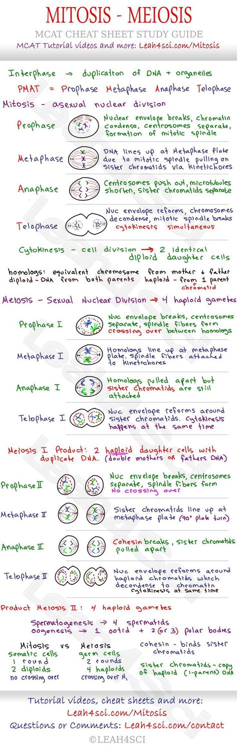 Mitosis and Meiosis MCAT Cheat Sheet Study Guide - learn what happens in each step: Prophase, Metaphase, Anaphase, Telophase and how they all tie together Ap Bio Cheat Sheet, Bio 30 Notes, Prophase 1 Meiosis, Medical School Notes, Mitosis And Meiosis, Ged Study Guide, Teas Test, Mcat Prep, Mcat Study