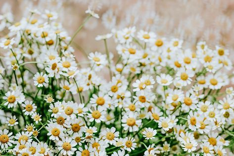 Bunch of chamomile in a flower shop | premium image by rawpixel.com / Karolina / Kaboompics Daisy Laptop Wallpaper Aesthetic, Chamomile Wallpaper Aesthetic, Daisy Flower Background, Chamomile Background, Flower Background Yellow, Gerbera Daisy Bouquet, White Flower Wallpaper, Flower Desktop Wallpaper, Grey Floral Wallpaper