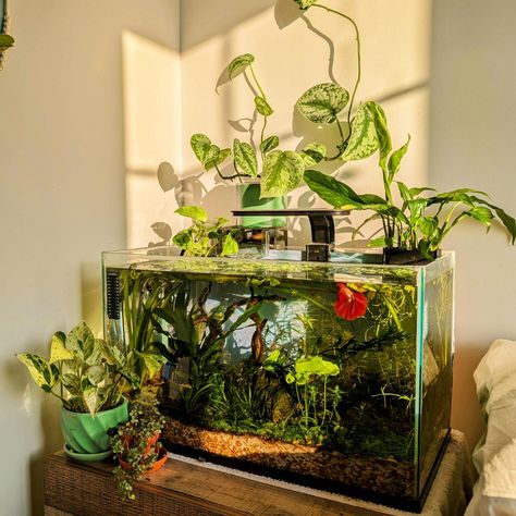 Corner Aquarium, Aesthetic Aquarium, Planted Betta Tank, Golden Aesthetic, Everyday Aesthetic, Bed Aesthetic, Fish Tank Themes, Aquarium Garden, Fish Tank Terrarium