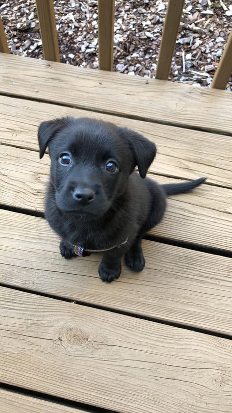 Unique Dog Names, Names Male, Cool Animals, Puppy Dog Pictures, Dog Tumblr, Black Labrador Dog, Beautiful Puppies, Black Puppy