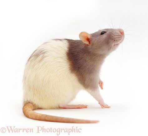 RIP Ernie Rat Reference Photo, Rat Reference, Rat Picture, Rat Sitting, Hooded Rat, Brown Rat, Animal Poses, Drawing Things, Lily Tattoo