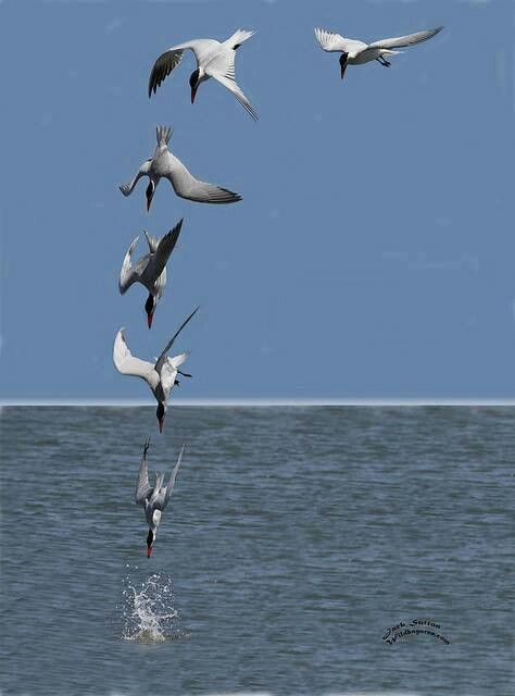 Caspian Tern Composite.  Bird is hovering over the water before diving to retrieve his catch. Animation Reference, Bird Pictures, Sea Birds, Bird Photography, Animal Planet, Stop Motion, Art Reference Photos, Beautiful Creatures, Beautiful Birds