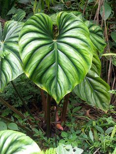 Philodendron "plowmanii" How to water, feed, propagate, grow philodendron plant: Philodendron plowmanii Philodendron Plowmanii, Weird Plants, Philodendron Plant, Plants Are Friends, Leafy Plants, Plant Wishlist, Unusual Plants, Elephant Ears, Plant Aesthetic