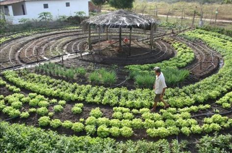 Vertical Agriculture, Topiary Garden, Permaculture Gardening, Permaculture Design, Garden Design Plans, Edible Landscaping, Home Vegetable Garden, Vegetable Garden Design, Food Garden