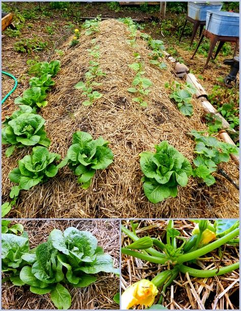 Raised Vegetable Garden, Garden Bed Ideas, Raised Bed Garden Design, Vegetable Garden Raised Beds, Building A Raised Garden, Permaculture Gardening, Garden Types, Have Inspiration, Home Vegetable Garden