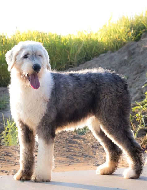 Sheepdog Haircut, Sheepadoodle Grooming Styles, Sheepadoodle Haircuts, Aussiedoodle Haircut, Sheepadoodle Grooming, Sheepdog Breeds, English Sheepdog Puppy, Old English Sheepdog Puppy, Sheepdog Puppy