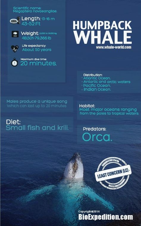 Humpback Whale Infographic Aquatic Mammals, Bio Notes, Dolphin Facts, Random Animals, Shark Facts, Beluga Whale, Veterinary Technician, Marine Biologist, Animal Book