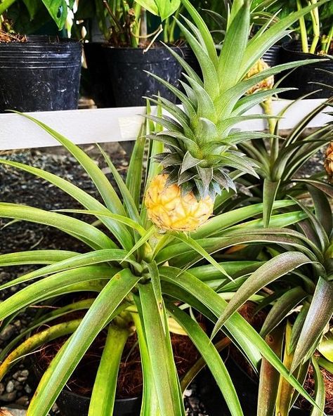 How Long Does It Take to Grow a Pineapple? Find Out! Grow Pineapple From Top, Grow Pineapple Plant, Pineapple Hairstyle, Growing Pineapple, Pineapple Lemonade, Pineapple Planting, Pineapple Top, Ripe Pineapple, Dried Pineapple