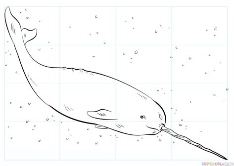 Narwhal Illustration Cute, Aka Drawings, Narwal Drawing, Narwhal Real, Narwal Tattoo, Narwhal Illustration, Narwhal Drawing, Mammal Drawing, Life Under Water