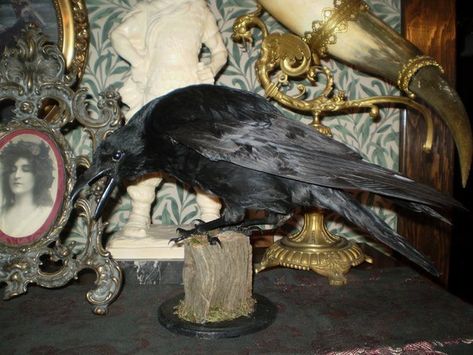 House Of Anubis, Gothic Mansion, Antique Aesthetic, Taxidermy Art, Vulture Culture, Southern Gothic, Gothic Decor, Howls Moving Castle, Gothic Beauty