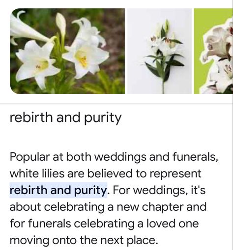 White Lily Meaning, Lilies Meaning, Calla Lily Meaning, Lily Meaning, Flower Meanings, Rose Lily, White Lilies, Spiritual Meaning, Black Sheep