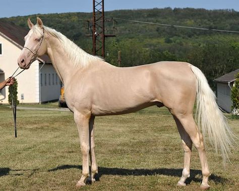 Champagne Horse, Horse Colours, Horse Poses, Kathiyawadi Horse, Akhal Teke Horses, Marwari Horses, Golden Horse, Palomino Horse, Beautiful Horse Pictures