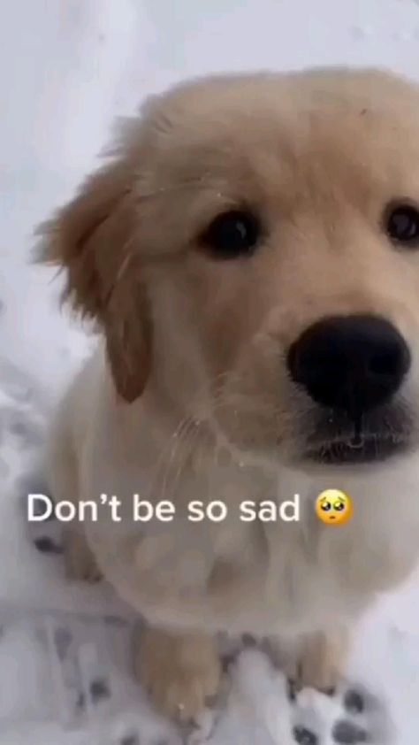 Dog Memes Funny, Dog Videos Funny, Super Cute Puppies, Cute Animals Puppies, Dogs Cute, Very Cute Dogs, Really Cute Dogs, Baby Animals Pictures