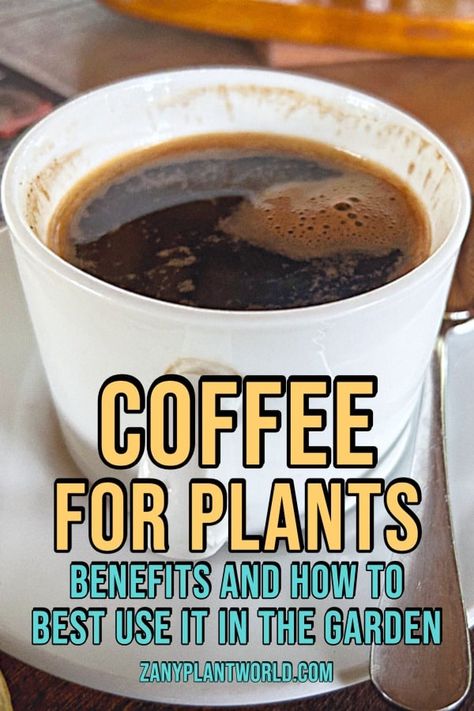 Coffee for Plants: 6 Benefits and How to Best Use it in the Garden Coffee For Plants Gardening Tips, Is Coffee Good For Plants, Coffee Water For Plants, Coffee For Plants, Coffee Grounds For Plants, Coffee Grounds As Fertilizer, Planting Hacks, Acid Loving Plants, Coffee Granules