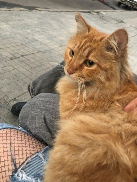 A fluffy light orange/ginger collored cat is sitting on the laps of two girls. One with dark grey baggy pants. The second with jeans and black net tights under Orange Shorthair Cat, Cute Ginger Cat Aesthetic, Orange Fluffy Kitten, Fluffy Orange Cat Aesthetic, Ginger Fluffy Cat, Ginger Cats Aesthetic, Light Orange Aesthetic, Fluffy Ginger Cat, Orange Cat Aesthetic