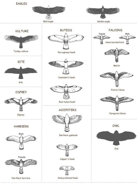 Raptor Identification Chart Bird Of Prey Tattoo, Falcon Tattoo, Herren Hand Tattoos, Hawk Tattoo, Tatuagem Masculina Pequena, Tato Henna, Bird Types, Eagle Tattoos, Eagle Tattoo