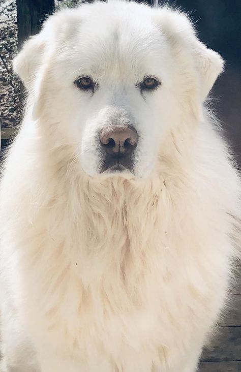 Cute Great Pyrenees, Great White Pyrenees, Pyrenees Puppies, Great Pyrenees Puppy, Pyrenean Mountain Dog, Pyrenees Dog, Livestock Guardian Dog, Bored Dog, Great Pyrenees Dog