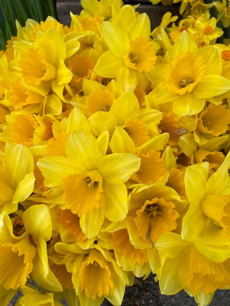 Daffodil Aesthetic, Daffodils Aesthetic, Flowers Daffodils, Daffodil Photo, White Daffodil Aesthetic, Yellow Daffodils Aesthetic, Yellow Daffodils Wallpaper, Daffodil Yellow Aesthetic, Yellow Daffodils