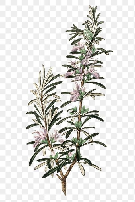 Rosemary Sketch, Dill Herb, Rosemary Tattoo, Herbs Watercolor, Herb Illustration, Herb Tattoo, Botanical Images, Plant Herbs, Herbs Illustration