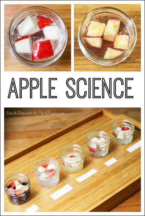 Apple Science Experiment for Preschool and Kindergarten. A Super Simple and Easy Science Experiment for your kids to explore. Make predictions and record observations as the apples oxidize. #preschool #prek #prekpages Experiment For Preschool, Apple Sensory, Apple Counting, Apple Science Experiments, Classroom Recipes, Preschool Apples, Apple Science, Tree Alphabet, Vetenskapliga Experiment