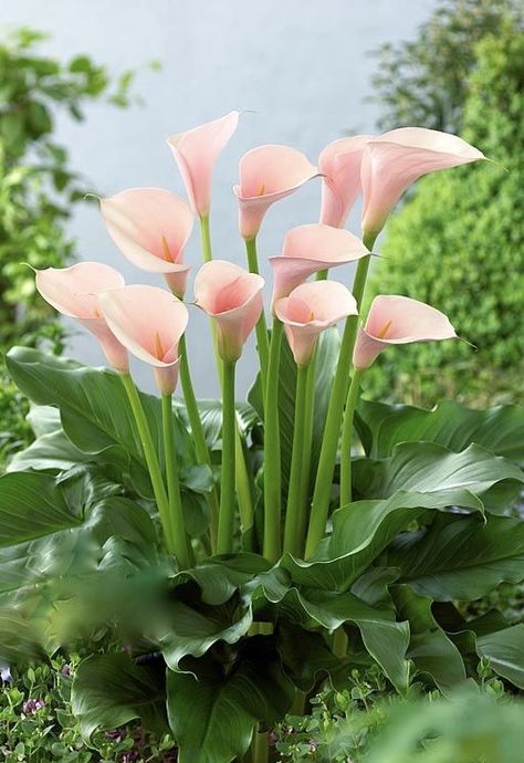 Calla lily Angeliere Flowers, Flower Gardening Ideas, Zantedeschia Aethiopica, Calla Lily Flowers, Lilly Flower, Strange Flowers, Flower Gardening, Garden Terrarium, Plant Photography