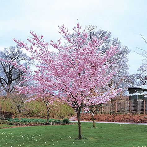 Prunus Serrulata, Flowering Cherry Tree, Orange Tulips, Specimen Trees, Garden Compost, Garden Shrubs, Ornamental Trees, Blossom Tree, Crystal Figurines