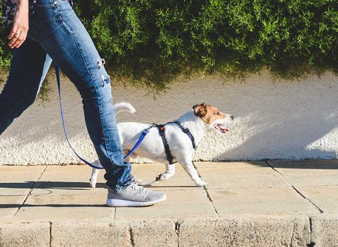 Dog On A Leash, Benefits Of Walking, Leash Training, Exeter, Dog Walker, Training Your Dog, Dog Harness, Dog Walking, Dog Owners