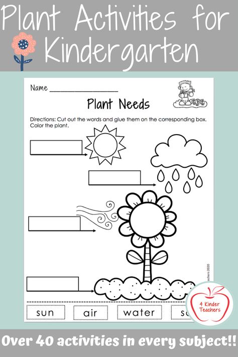 Plants And Seeds Activities For Kindergarten, Plant Life Cycle For Kindergarten, Kindergarten Life Cycle Activities, Ckla Kindergarten Plants, The Plant, Plants Worksheets For Kindergarten, Plant Worksheets For Kindergarten, Plants Math Activities Preschool, Plant Theme Activities For Kindergarten