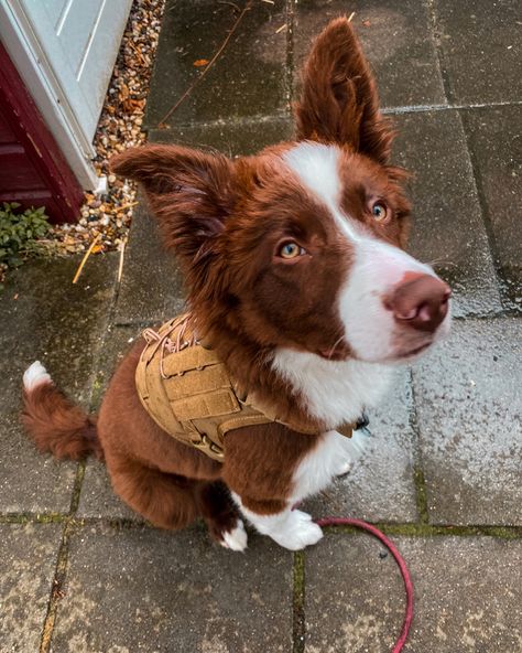 Red Border Collie Aesthetic, Border Aussie Dogs, Border Collie Aesthetic, Red Aussie, Border Aussie, Cat Pregnancy, Brown Border Collie, Red Border Collie, White Border Collie