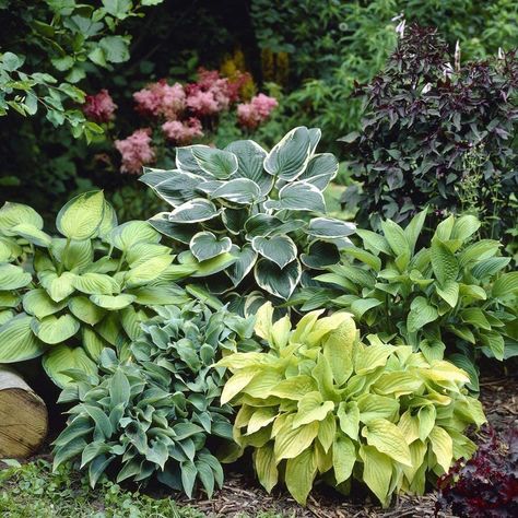 PRICES MAY VARY. FRESH HOSTA ROOTS: Fresh dug hosta plants to grow. Get a colorful mix to liven your garden or landscape. AMAZING GARDEN COLOR: Add this stunner mix to you garden or containers and be rewarded with the beauty of its blooms all season NON-GMO: Good for the environment and bees and Monarch Butterflies like these alot! CZ GRAIN GUARANTEE: We guarantee these trees to grow fast and change the scenery! Fresh dug hosta plants to grow. Get a colorful mix to liven your garden or landscape Planting Dahlias, Plantain Lily, Bamboo Planter, Hosta Gardens, Hosta Plants, Hydrangea Macrophylla, Garden Compost, Low Maintenance Landscaping, Plant Spacing