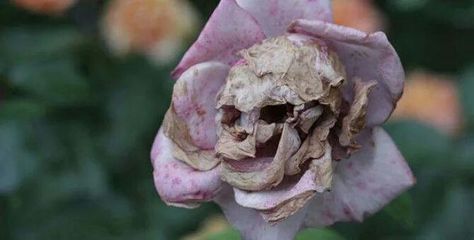 Scary looking flower.!!! Forced Perspective Photography, Flor Tattoo, Forced Perspective, Perspective Photography, Demotivational Posters, Flower Skull, Human Face, Plant Species, Skull And Bones